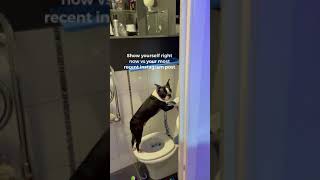 Frenchie Dog Pee Likes A Hooman