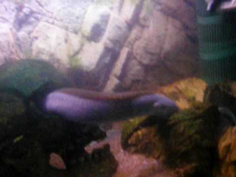 Fresh water moray eel,