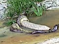 Giant Anaconda Snake Throws Out Cow It Swallowed Earlier Rare images Giant Anaconda Snake Throws Out Cow It Swallowed Earlier Rare