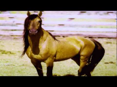 Hoover Video