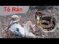 Bắt Rắn .Bắt Được Tổ Rắn Khổng Lồ Thật Không Thể Tin Được .Easy Deep Hole Snake Trap .Bắt Cua Đồng