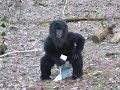 WORLD'S MOST SHOCKING BIGFOOT VIDEOS - 6