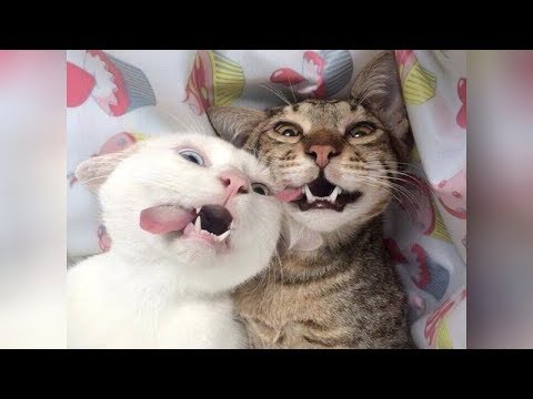 EXPERIENCE the BIGGEST LAUGH of your life - Extremely FUNNY ANIMAL videos