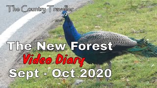 The New Forest Video Diary in September and October 2020 #leavenotrace