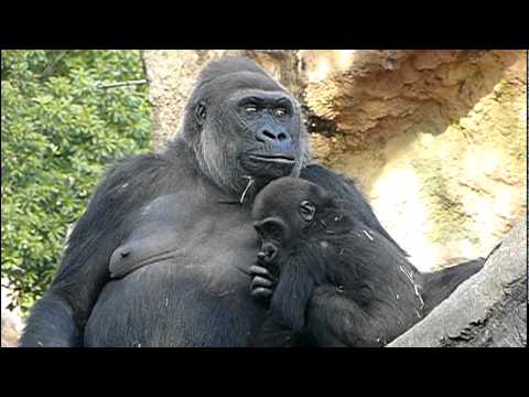 2011年4月7日の上野動物園のゴリラの母子。Mom and cute baby gorilla．＃02