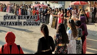 Şiyar Berwari - Nusaybin Jirki Aşireti Düğünü 2021 شيار برواري