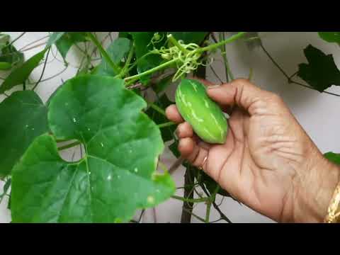 Agricultural  | Small  Farm  |  Ente  Swantham  Thottam |  Vegetable  thottam