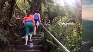 Best bushwalks near Melbourne | Alpha Car Hire