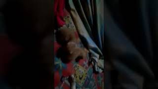 Funny cats baby 😂😂😂😂