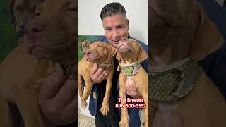 Best Pitbull Breeder Red Nose Pitbull Puppies We Deliver All Over The Usa 123Pitbulls
