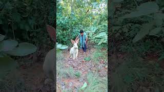 Rabbit Catching In Jungle.