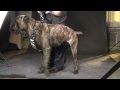 Spiked Design Leather Cane Corso Dog Harness for Walking