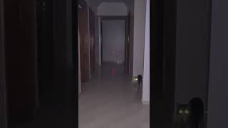 Cat Ghost Caught On Camera