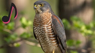 Yaz Atmacası Levant Sparrowhawk Sesi