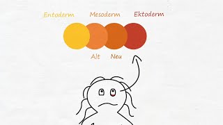 6) Die Gewebstypen (Serie Teil 6 von7)