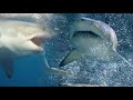 Ferocious WHITE SHARK Fast Killing Machine