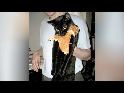 🤣 Funniest Cats 🐱 And Dogs 🐶! Awesome Animals 2019