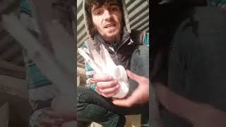 Bala Göyərçini Uçurtmaq Cəld Salmaq