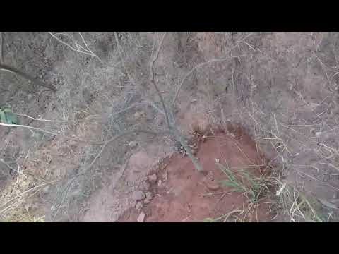 Mais um dia aqui na chácara. Mais um dia aqui na chácara.