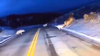 30 Minutes Of Most Incredible Animals Moments Caught On Camera