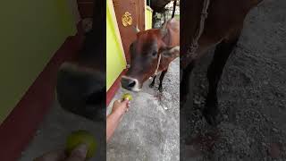 Bezubaano  Ka Pyaar