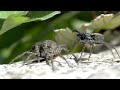 Spiders mating - Nikon D7000 + Sigma 150mm f/2.8 EX DG APO HSM Macro