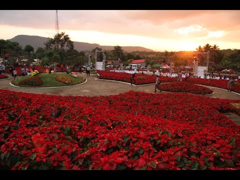 เที่ยวหน้าหนาว! งานเทศกาลต้นคริสมาสต์ ภูเรือ จ.เลย ปี 2557- POINSETTIA PHURUA FESTIVAL Loei