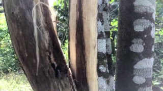 Cek GAHARU boss sudi kampong ladang