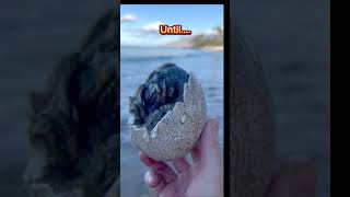 Is Dinosaurs Extinct??