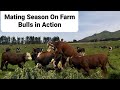 Mating Cows On Farm|| Natural Mating|| Way to get Cows Pregnant|| New Zealand Dairy Farming