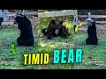 Timid Black Bear Seeks a Snack in a Cautious Manner
