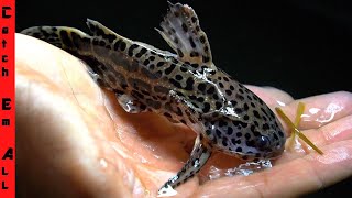Blob Catfish Gets New Girlfriend The Tiger Blob