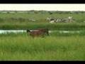 caballo caballo