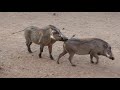 Warthog behavior in our yard in the bush in Marloth Park, South Africa...