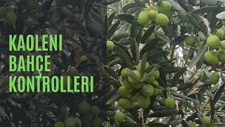 Mudanya Trilye Zeytin Bahçesi Kontrolleri -