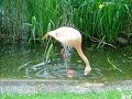 FlaMINgo's dance xD