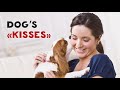 That S Why You Should Never Kiss Your Pet Or That S Why You Should Never Kiss Your Pet Or