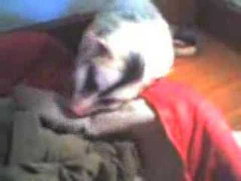 White Devil Video
