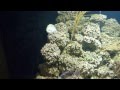 Green Moray Eel swiming at Henry Doorly Zoo