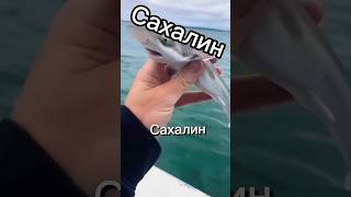 Вот Такой Чудо Игорь... #Сахалин #Юмор #Рыбалка