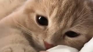 funny cat