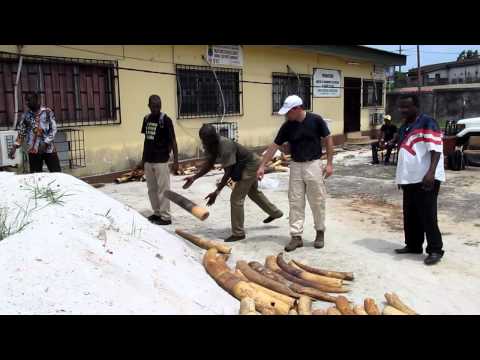 Gabon Ivory Audit | WWF