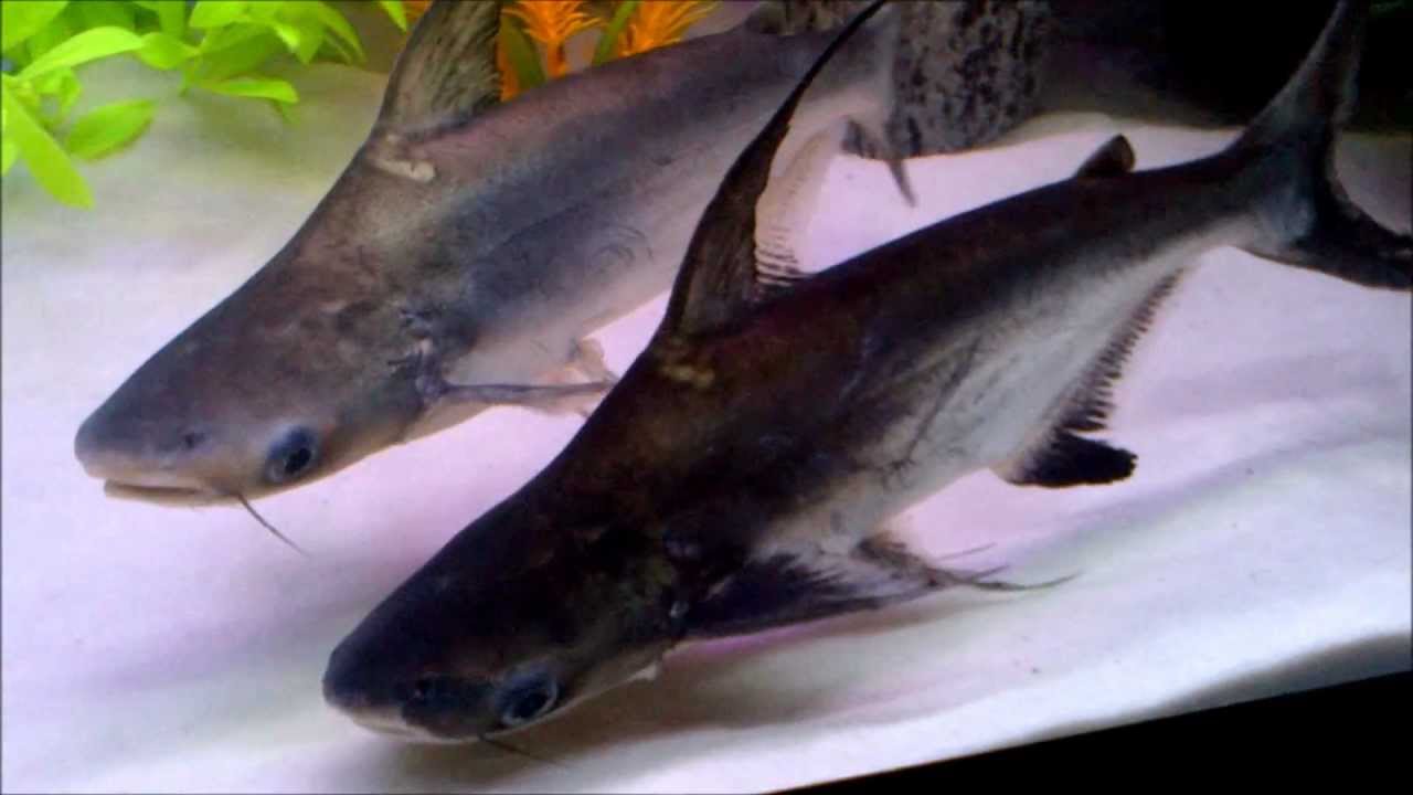 ID Shark,Green Terror, Tiger Oscar, Blood Red Parrot, Pleco - YouTube