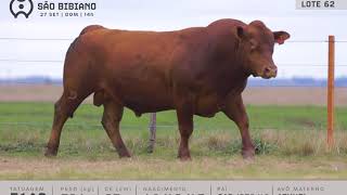 LOTE 62 - TOUROS BRANGUS - LEILÃO VIRTUAL SÃO BIBIANO 2020