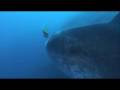 Paradise Diving Bali 1.rmvb