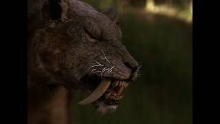 Sabretooth 2002- Smilodon Screen Time