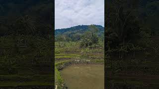 Sorry Ada Suara Tante Ku