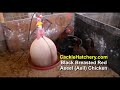 Asil (chicken)