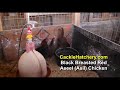 Asil (chicken)