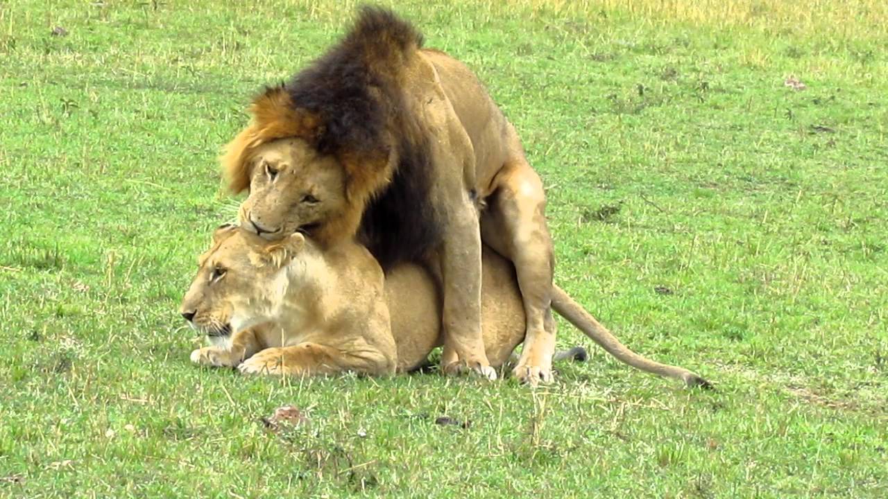 Секс Между Львами